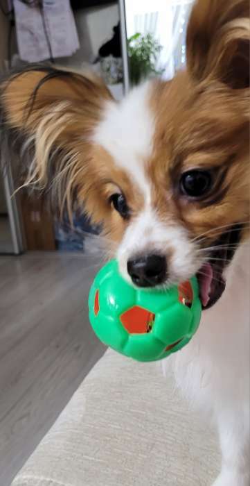 Фотография покупателя товара Игрушка резиновая "Футбольный мяч" с бубенчиком, 6 см, оранжевый/зелёный - Фото 2
