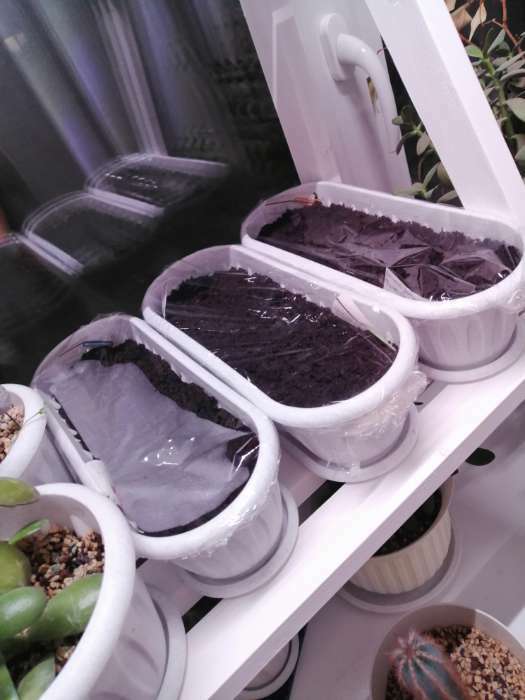 Фотография покупателя товара Горшок для кактуса с поддоном «Фелиция», 1,5 л, цвет мраморный