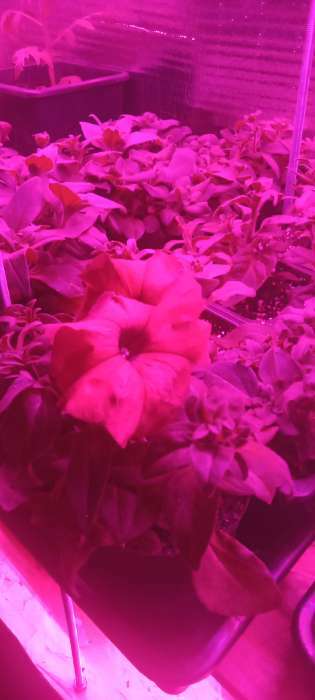 Фотография покупателя товара Семена цветов  Петуния Суперкаскадная "Бургунди", F1, 10 шт - Фото 21