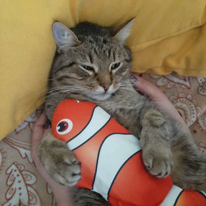 Фотография покупателя товара Игрушка для кошек "Рыба-клоун" с двигающимся хвостом и с USB-зарядкой, 28 см