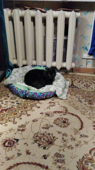 Фотография покупателя товара Лежанка-трансформер флисовая на затяжках, 70 см, микс цветов - Фото 1