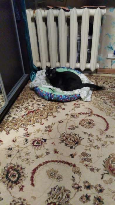 Фотография покупателя товара Лежанка-трансформер флисовая на затяжках, 70 см, микс цветов - Фото 2