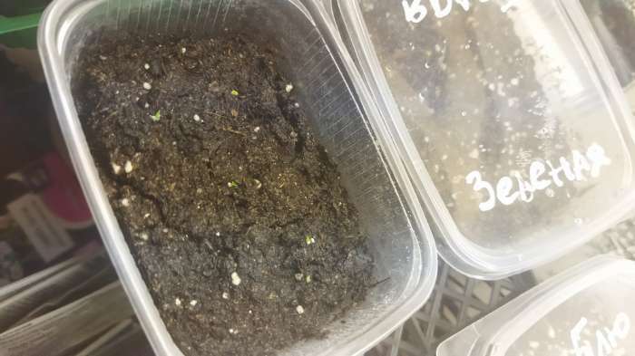 Фотография покупателя товара Семена цветов Эустома махровая "Рози", микс, 0,005 г - Фото 1