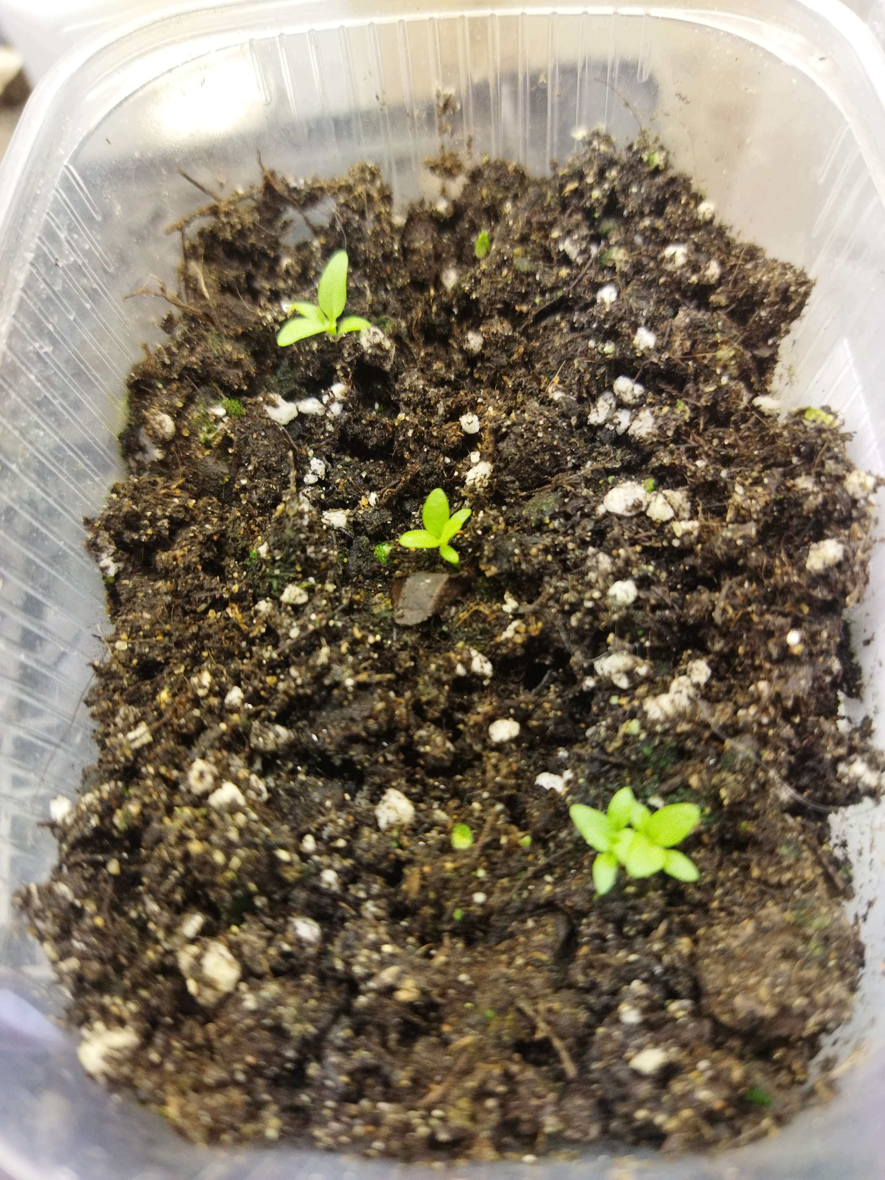 Фотография покупателя товара Семена цветов Эустома махровая "Рози", микс, 0,005 г - Фото 2