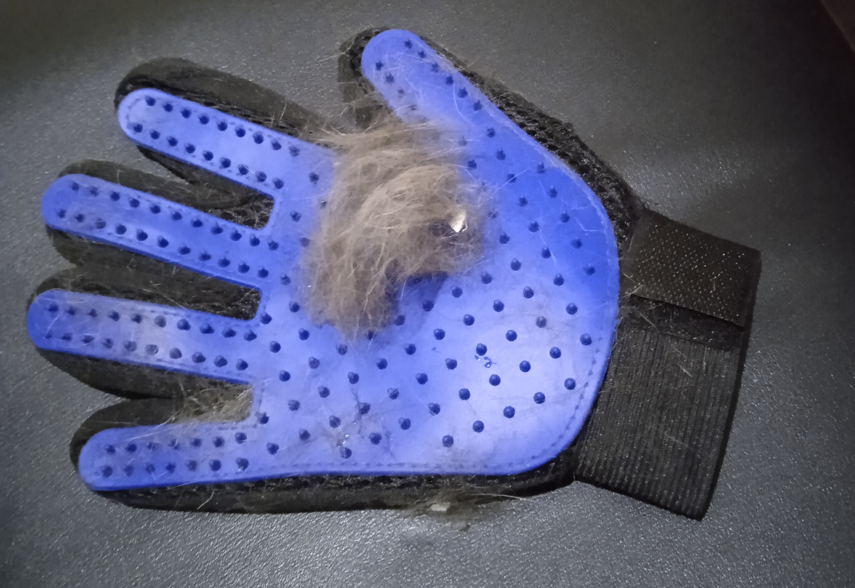 Фотография покупателя товара Перчатка - щетка для шерсти на правую руку с удлиненными зубчиками, синяя - Фото 10
