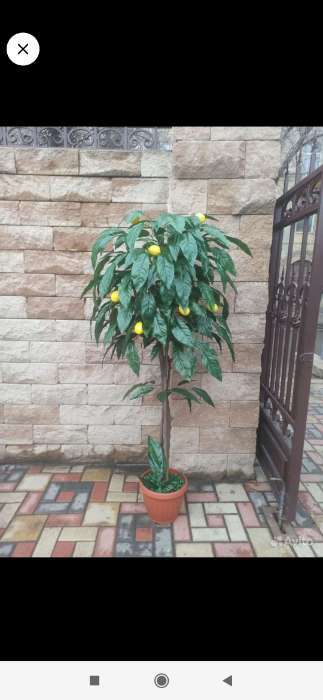Фотография покупателя товара Муляж "Связка 5 лимонов" 50 см (размер лимона 7х5 см)