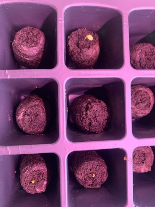 Фотография покупателя товара Семена цветов Пеларгония "Мультиблум", F1, смесь, 5 шт. - Фото 14