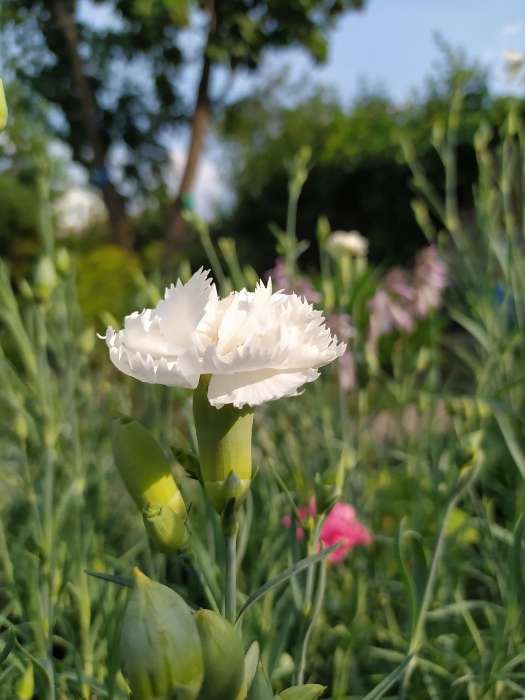 Фотография покупателя товара Семена цветов Гвоздика "Шабо Дионис", смесь окрасок, О, 0,05 г - Фото 5