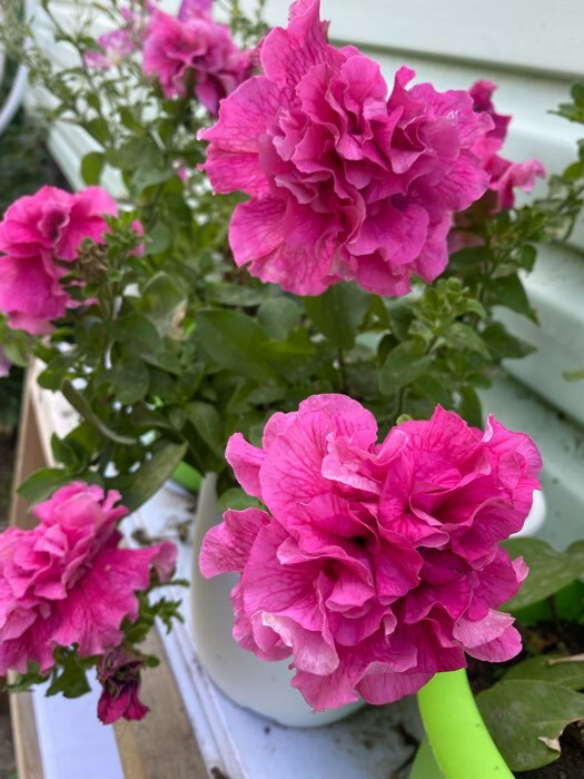 Фотография покупателя товара Семена цветов Петуния махровая, крупноцветковая "Букет Любимой" F1 5шт