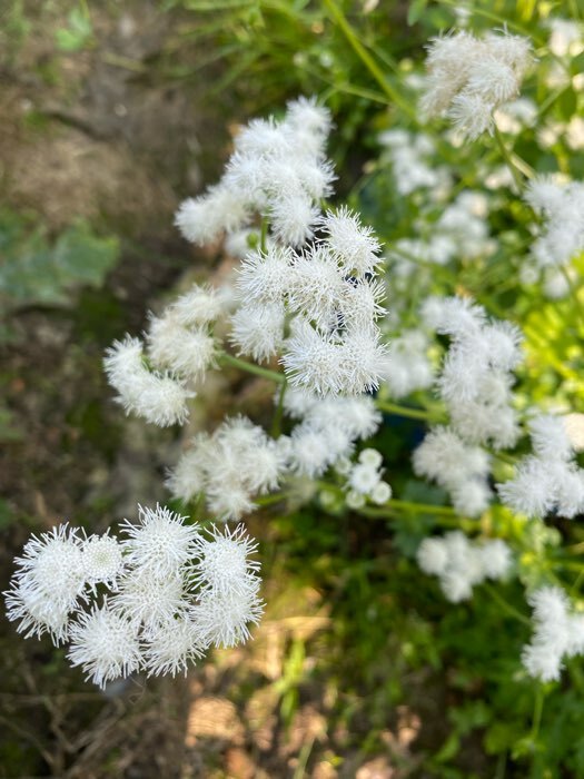 Фотография покупателя товара Семена цветов однолетние Агератум Белый 0,1 - Фото 2