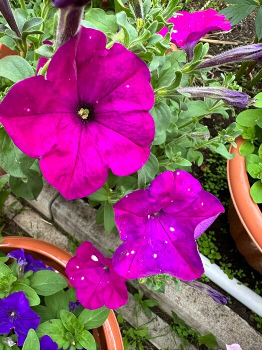 Фотография покупателя товара Семена цветов  Петуния Дот Стар "Андромеда", многоцветковая, F1, 5 шт - Фото 1