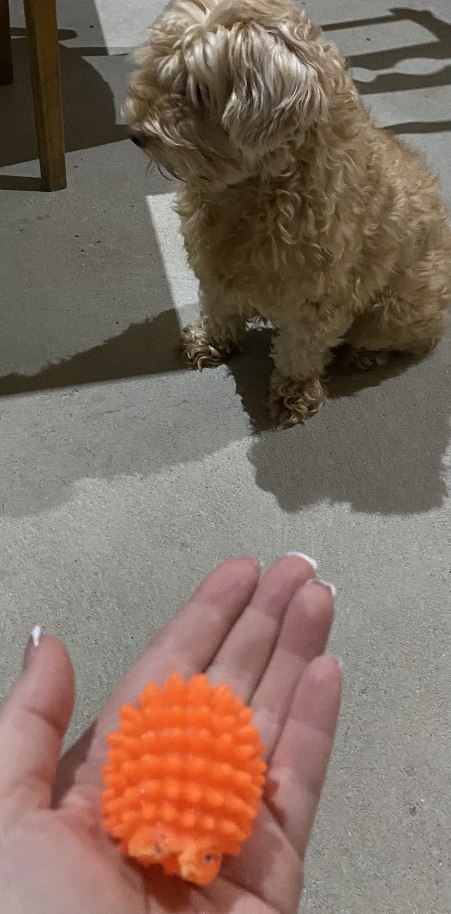 Фотография покупателя товара Игрушка пищащая "Ёжик" мини для собак, 5 см, оранжевая