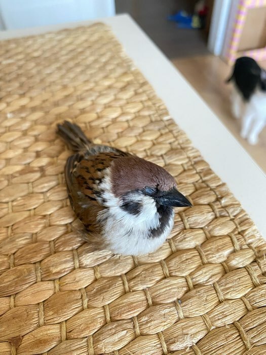Фотография покупателя товара Корм RIO для лесных певчих птиц, 500 г