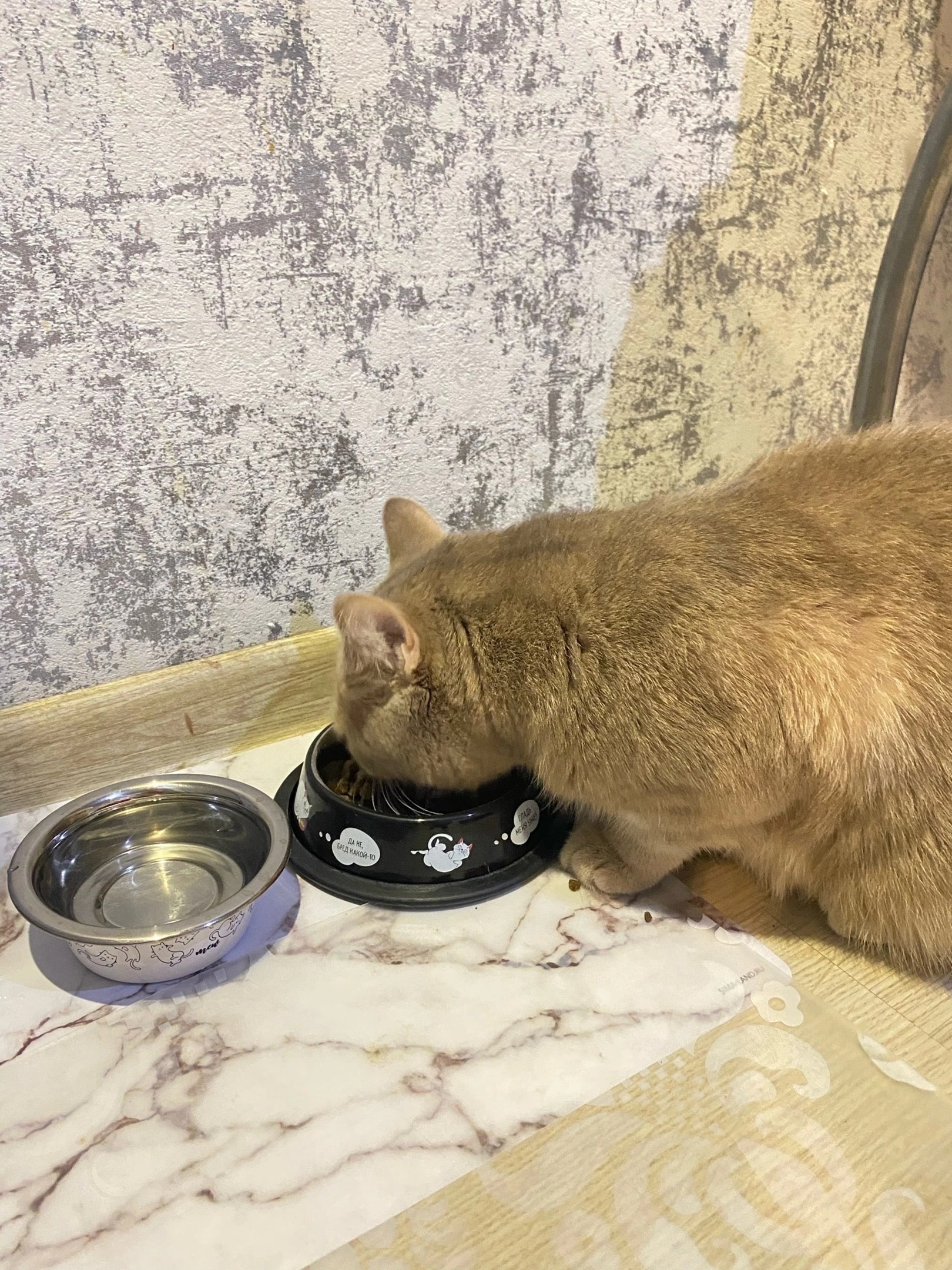 Фотография покупателя товара Миска металлическая для кошки с нескользящим основанием «Мур-мур!», 235 мл, 15х3.5 см - Фото 2