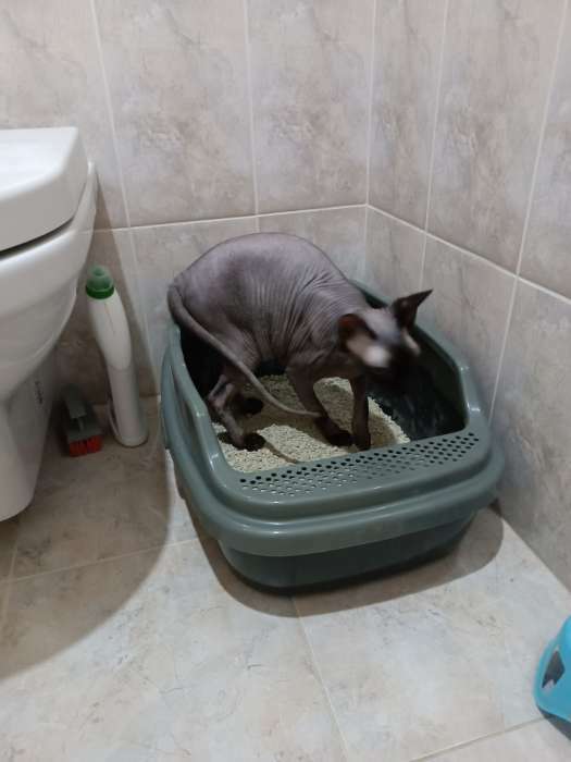 Фотография покупателя товара Туалет Айша M с бортом 53 х 39 х 21 см серый FIX