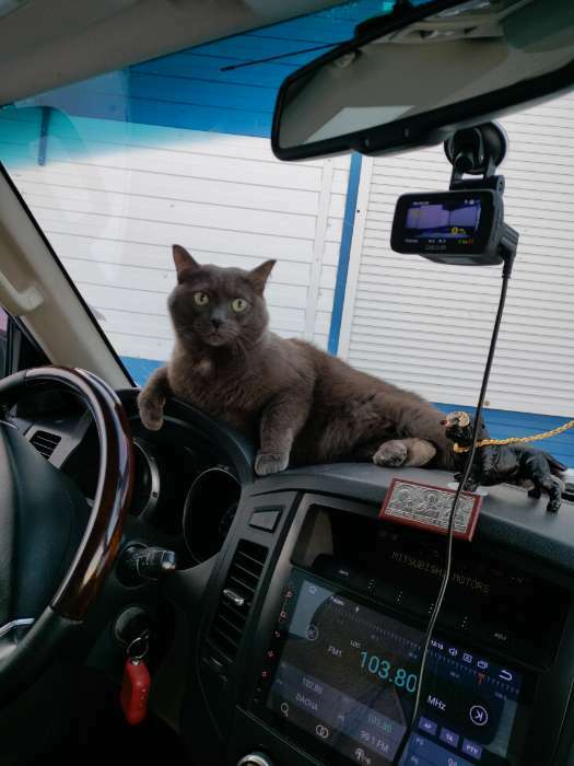 Фотография покупателя товара Собака на панель авто с присоской для стекла, бульдог - Фото 1