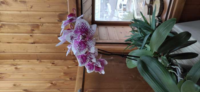 Фотография покупателя товара Удобрение "Фертика" "Leaf Power" для орхидей, 30 мл - Фото 1