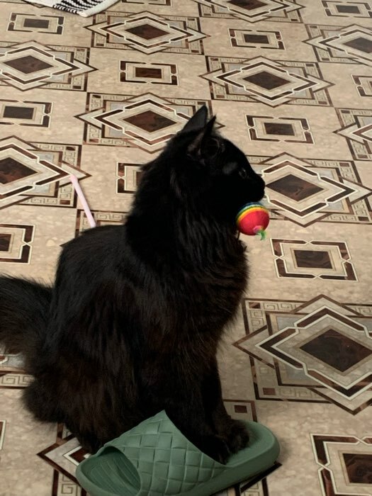 Фотография покупателя товара Дразнилка с цветным шариком и перьями, 49 см, палочка микс цветов