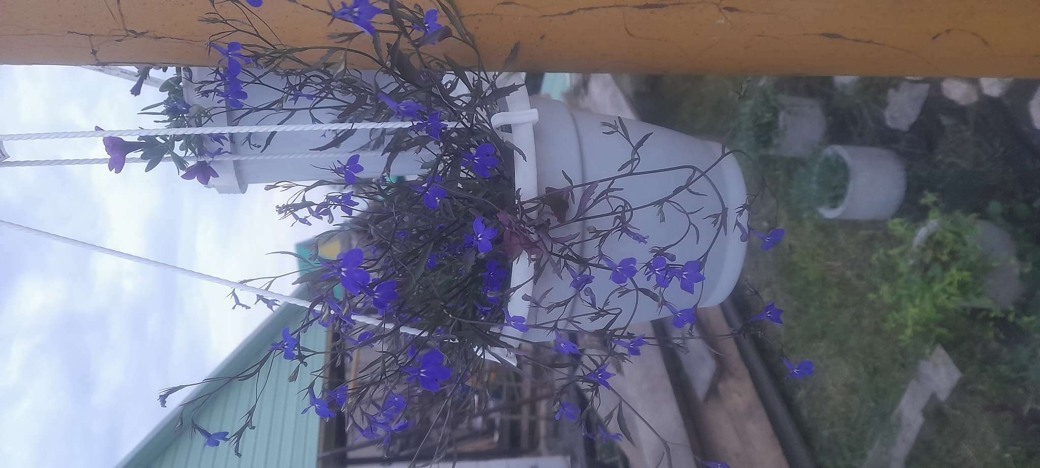 Фотография покупателя товара Семена цветов Лобелия ампельная "Синий каскад", 0,01 г