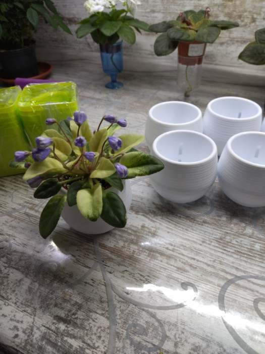Фотография покупателя товара Горшок для цветов с поддоном «Япония», 125 мл, d=8 см, h=6,5 см, цвет белый-фисташковый - Фото 91