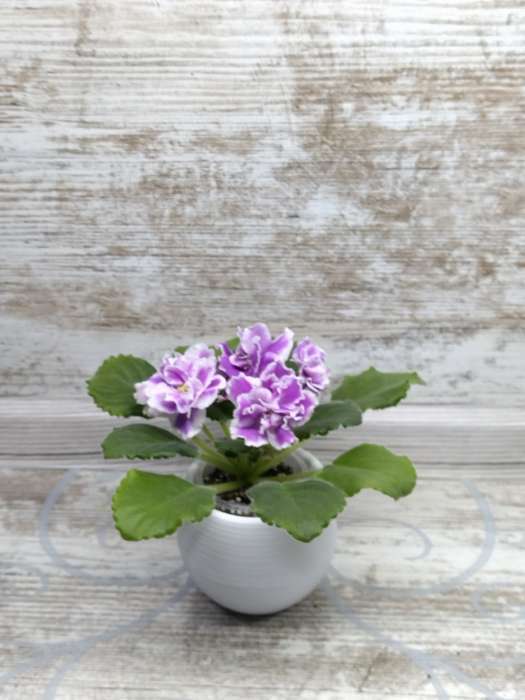 Фотография покупателя товара Горшок для цветов с поддоном «Япония», 125 мл, d=8 см, h=6,5 см, цвет фиолетовый - Фото 90