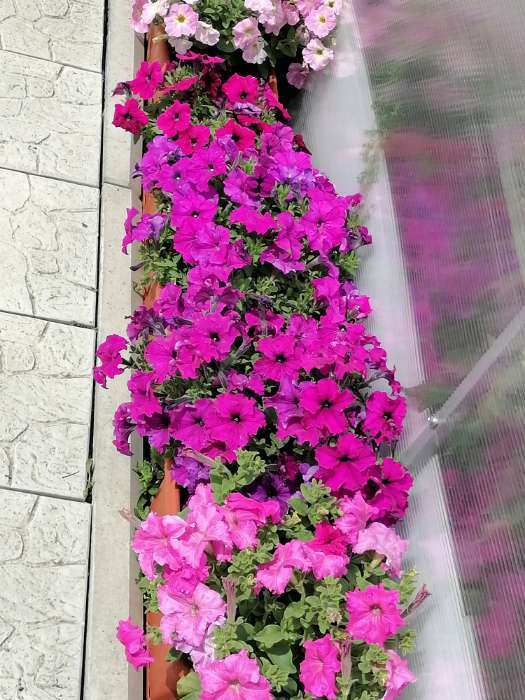 Фотография покупателя товара Семена Петуния Мамбо F1, смесь окрасок многоцветковая, 7 шт - Фото 2