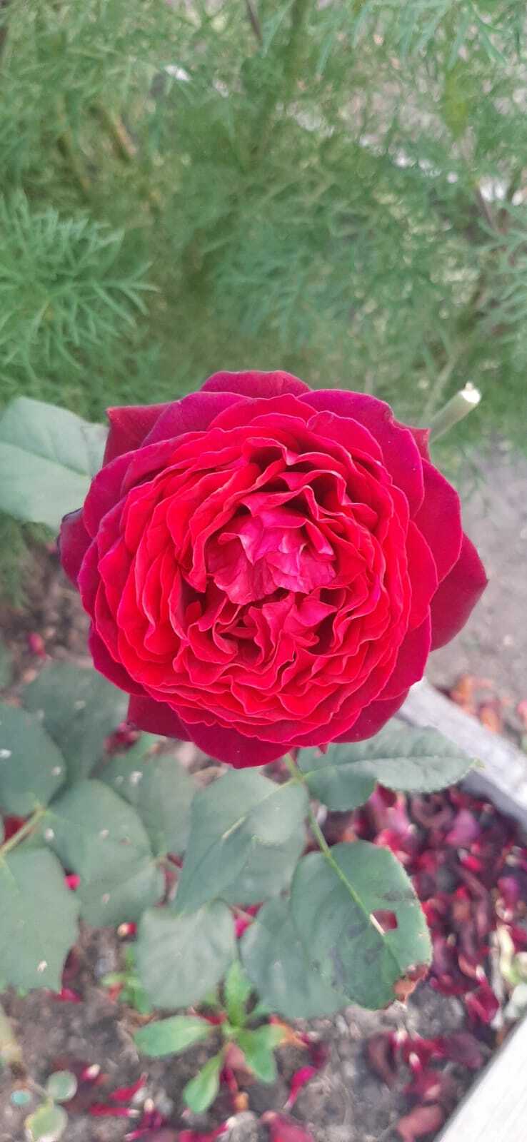Фотография покупателя товара Саженец розы Ампир Весна 2024, 1 шт. - Фото 1