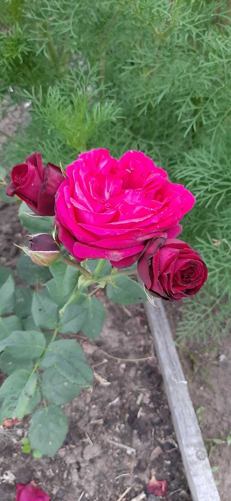 Фотография покупателя товара Саженец розы Ампир Весна 2024, 1 шт. - Фото 2