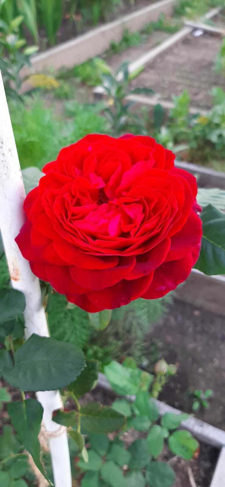 Фотография покупателя товара Саженец розы Грааль Весна 2024, 1 шт. - Фото 1