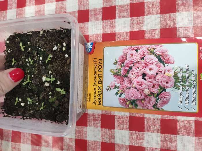 Фотография покупателя товара Семена цветов Эустома срезочная "Мэйдж дип роуз", F1, 5 шт - Фото 8