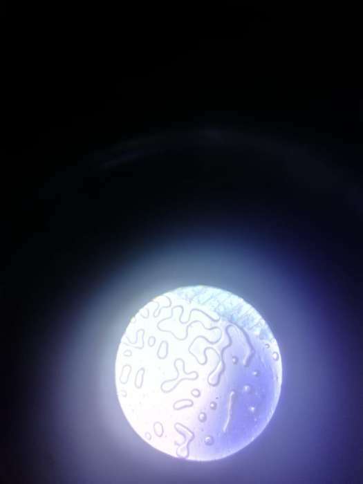 Фотография покупателя товара Микроскоп детский «Юный ботаник», кратность х100, х400, х1200, подсветка