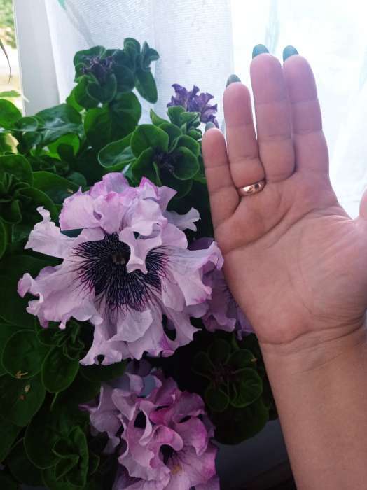 Фотография покупателя товара Семена цветов Петуния "Альба" бахромчатая, О, пробирка, 7 шт.