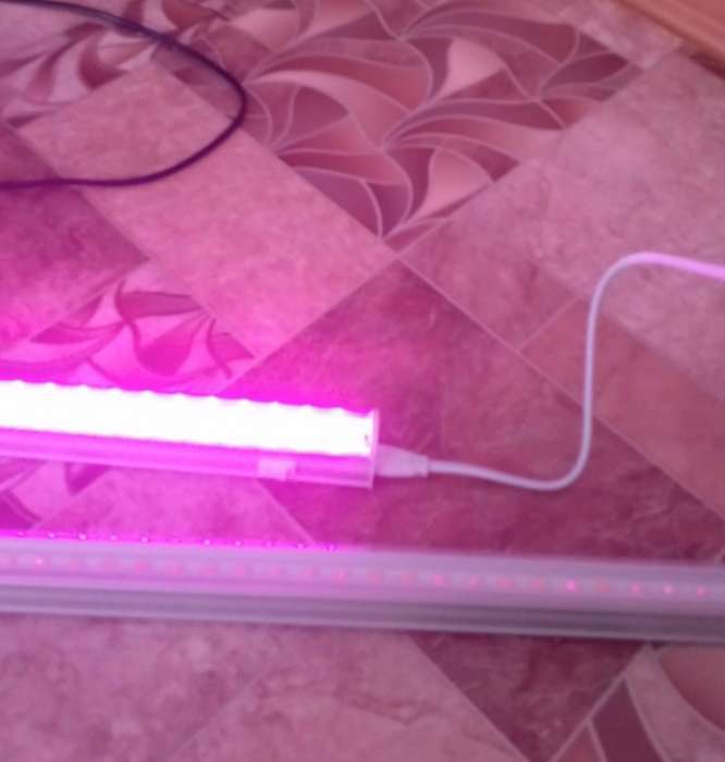 Фотография покупателя товара УЦЕНКА Фитосветильник светодиодный Luazon, 10 Вт, 600 мм, IP20, 220 В, мультиспектральный - Фото 34