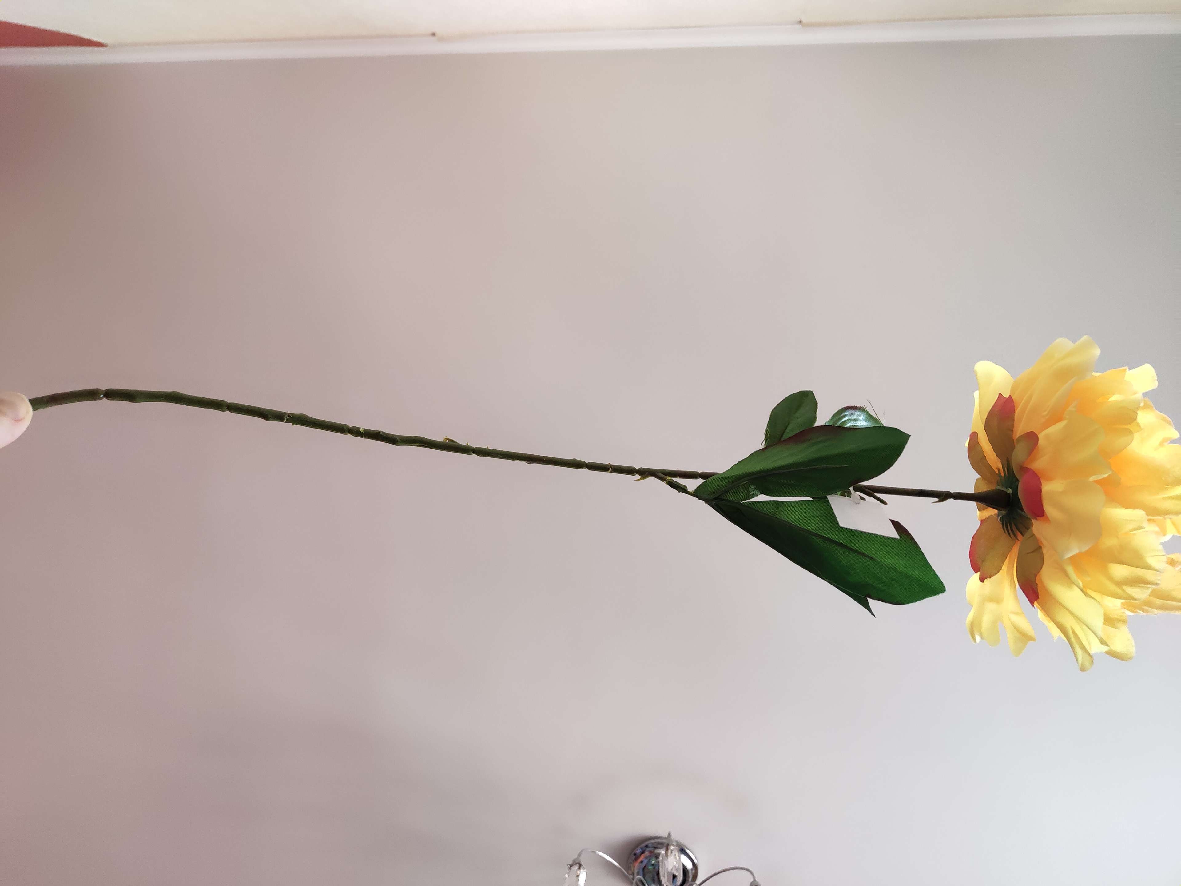 Фотография покупателя товара Цветы искусственные "Пион бархатный" 15х55 см, красный - Фото 32