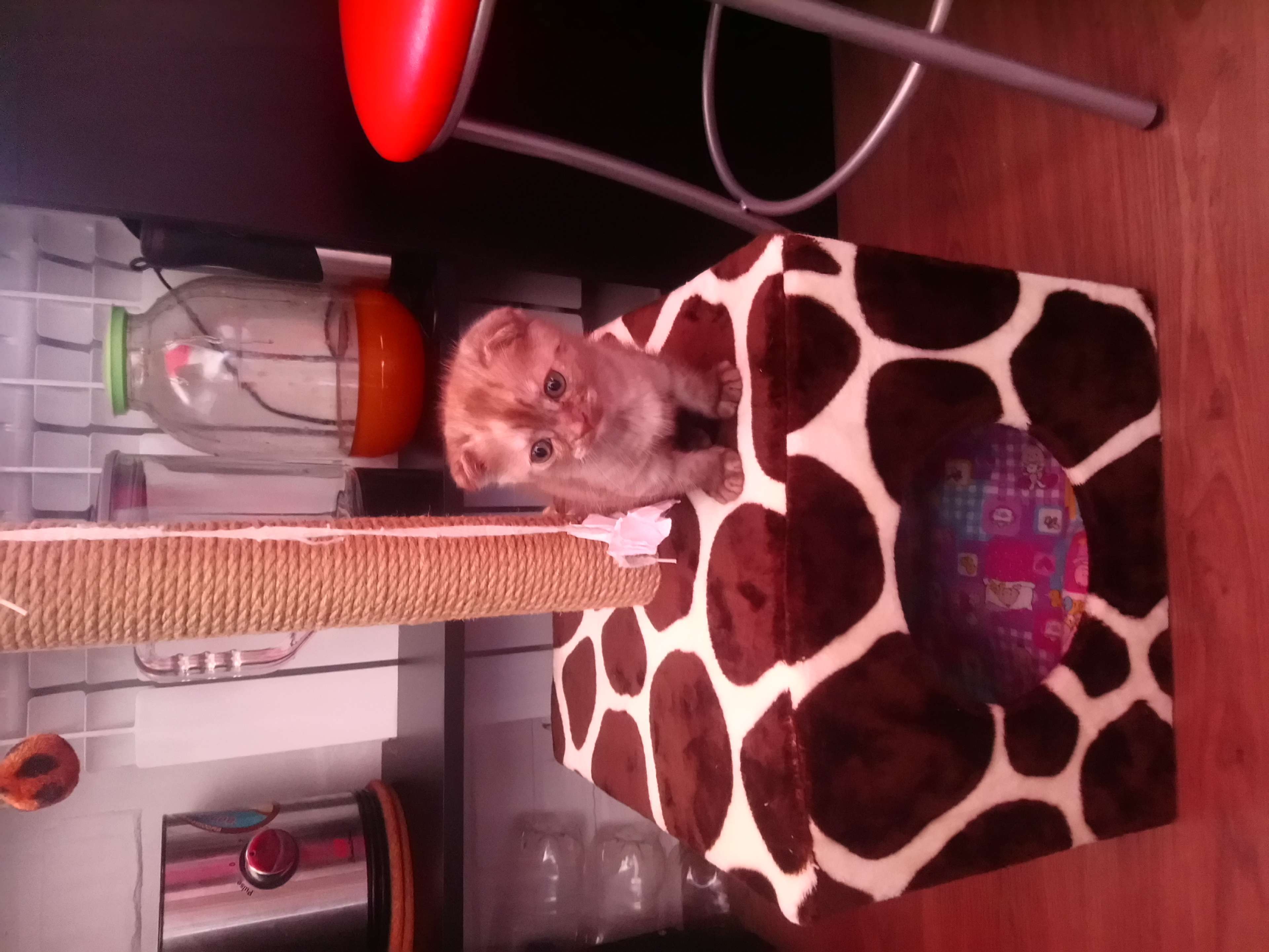 Фотография покупателя товара Домик для кошек с когтеточкой "Куб", с площадкой и игрушкой, 35 х 30 х 85 см, микс цветов - Фото 27