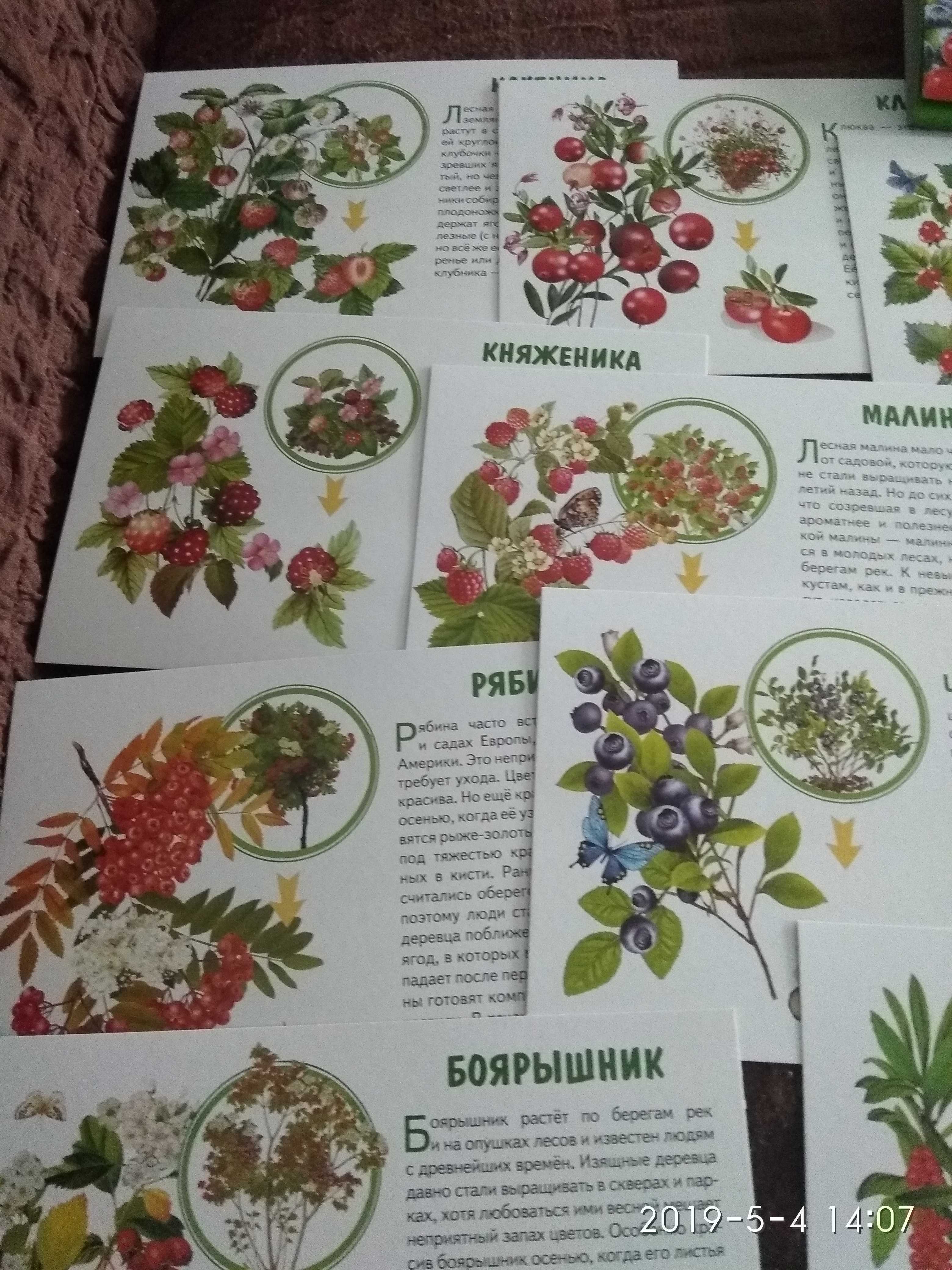 Фотография покупателя товара Обучающие карточки «Лесные ягоды» (европодвес) - Фото 1