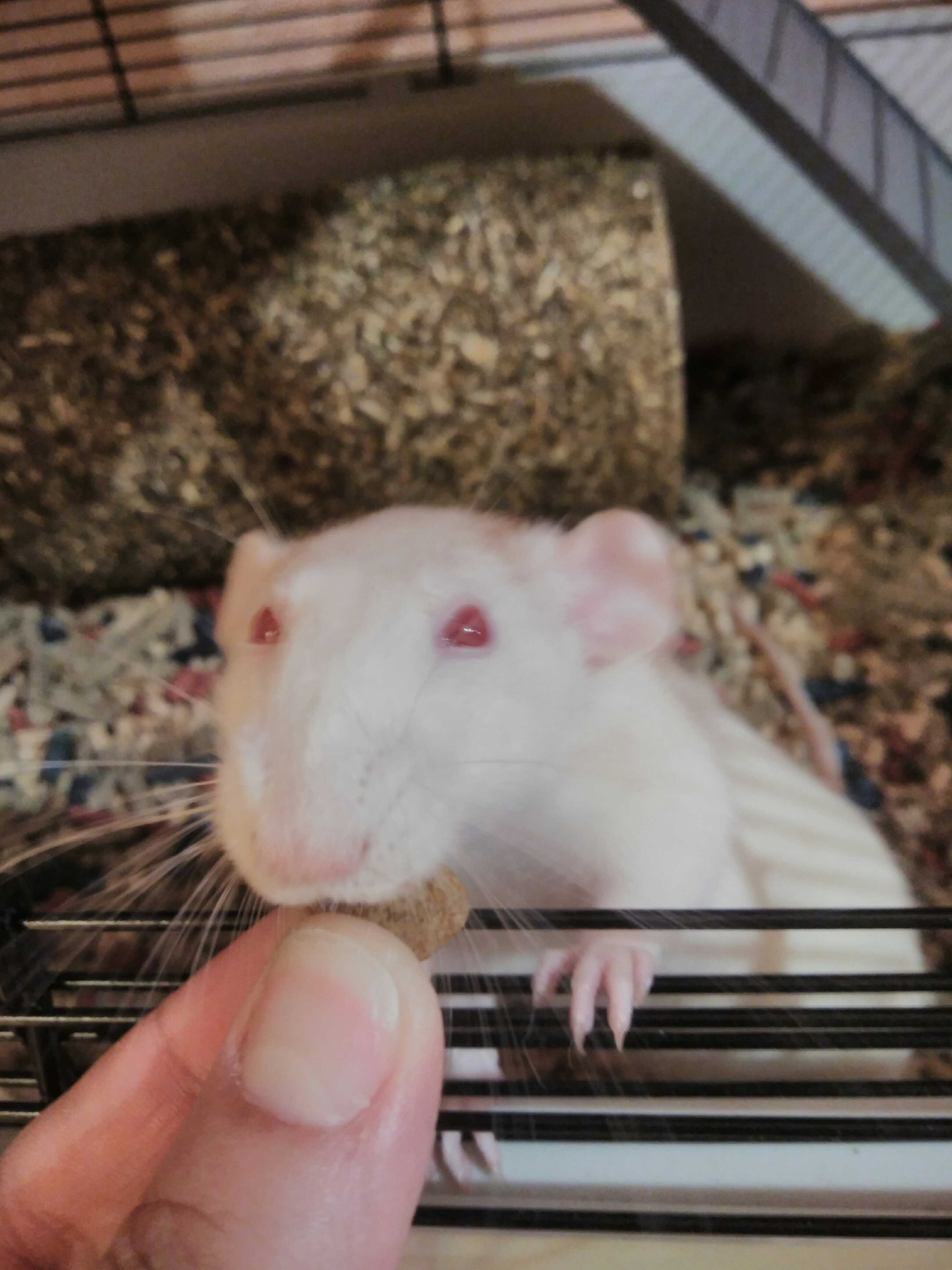Фотография покупателя товара Корм VERSELE-LAGA  Complete Rat & Mouse  для крыс и мышей, 500 г - Фото 2