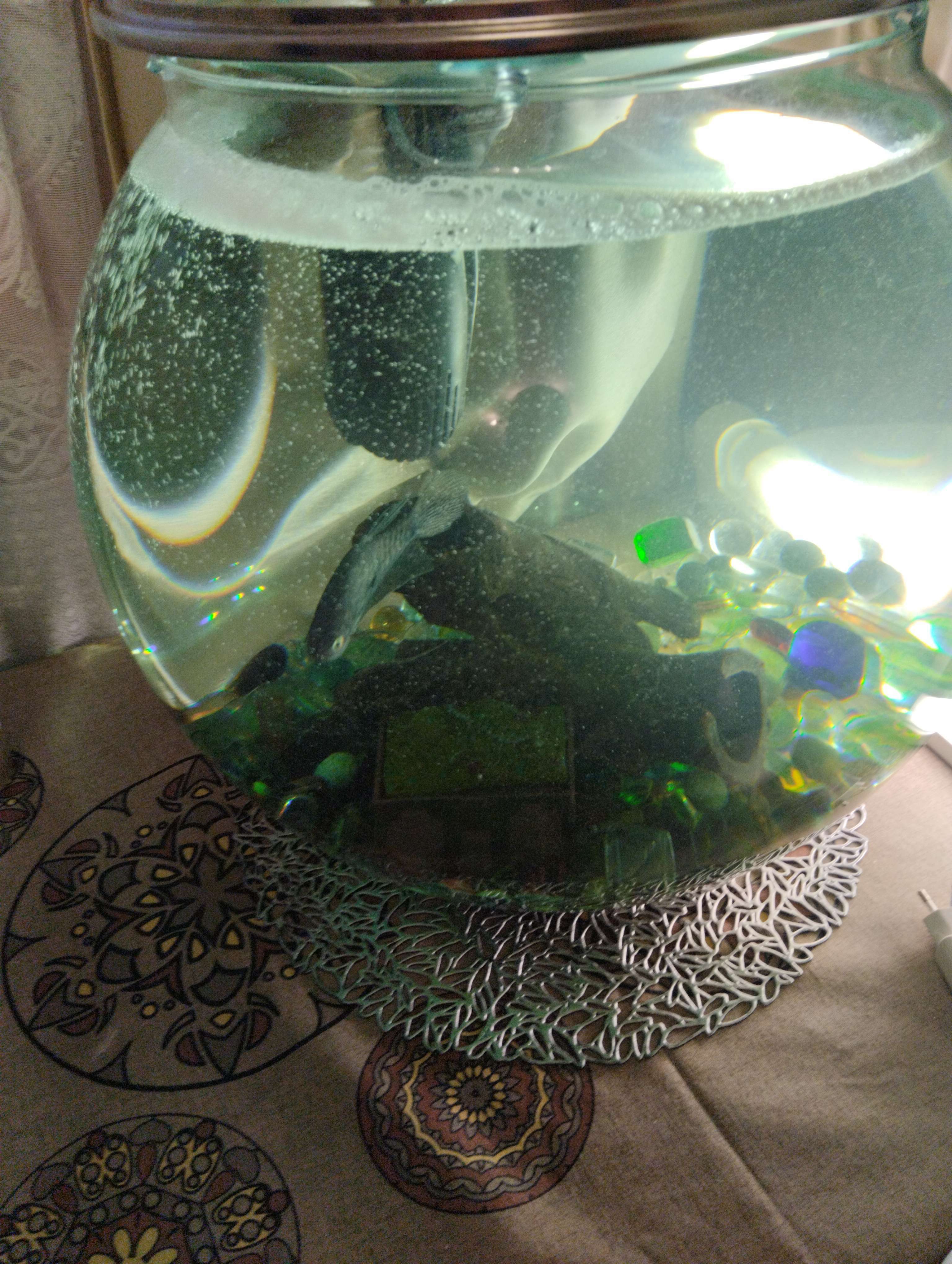 Фотография покупателя товара Кондиционер - антихлор "Акваконс" для аквариумной воды 50 мл - Фото 2