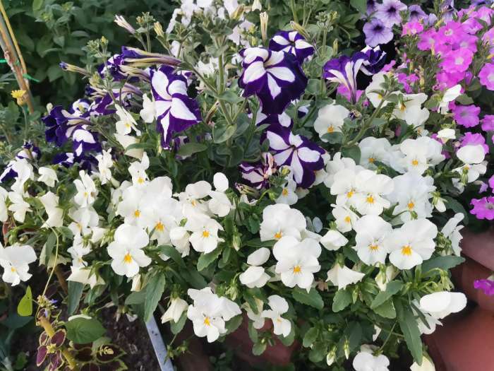 Фотография покупателя товара Семена цветов Виола "Летняя волна", Белая , F1, Дв, 5 шт.