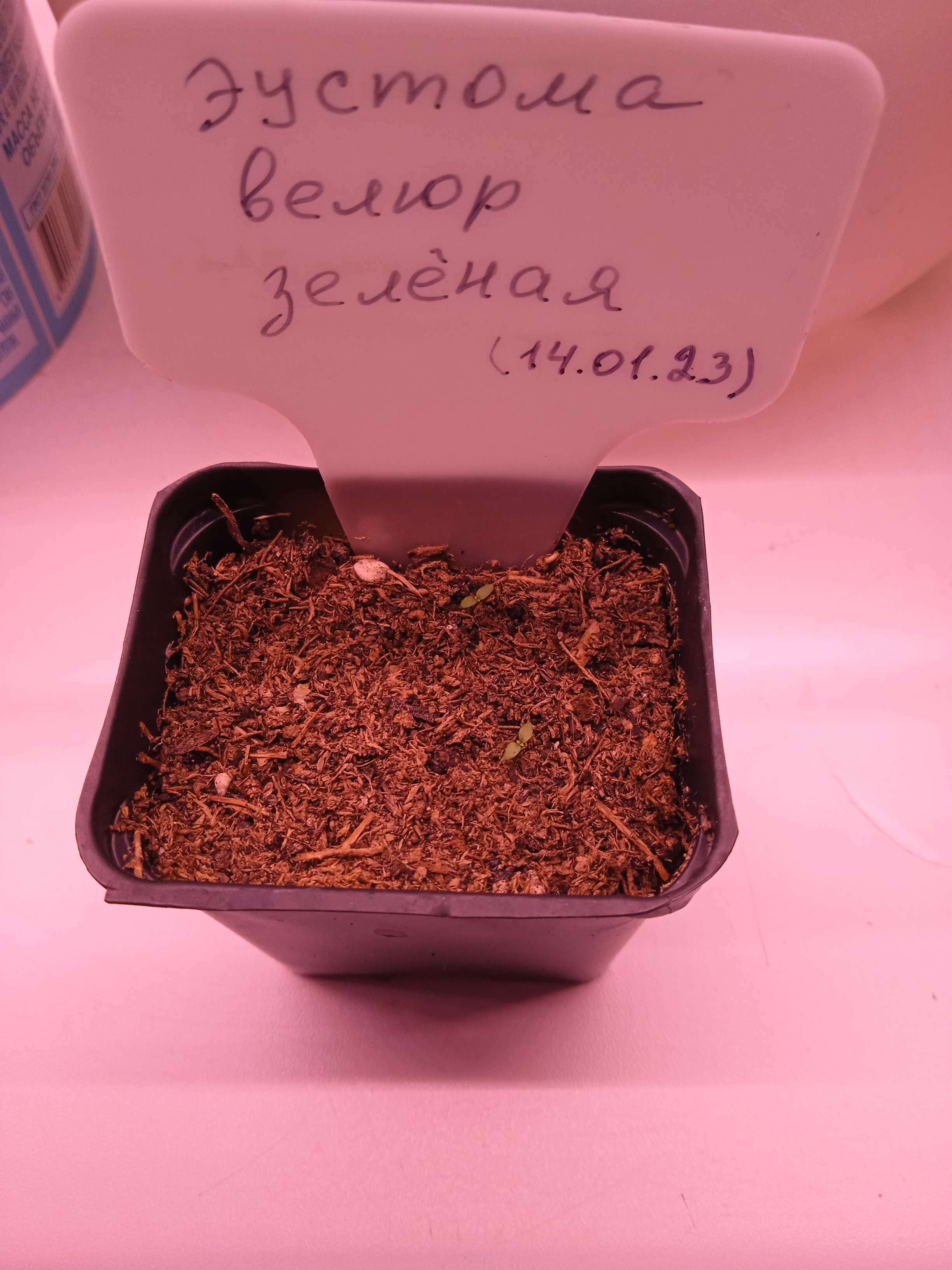 Фотография покупателя товара Семена цветов Эустома махровая "Велюр", зелёная, F1, в ампуле, 0,005 г. - Фото 3