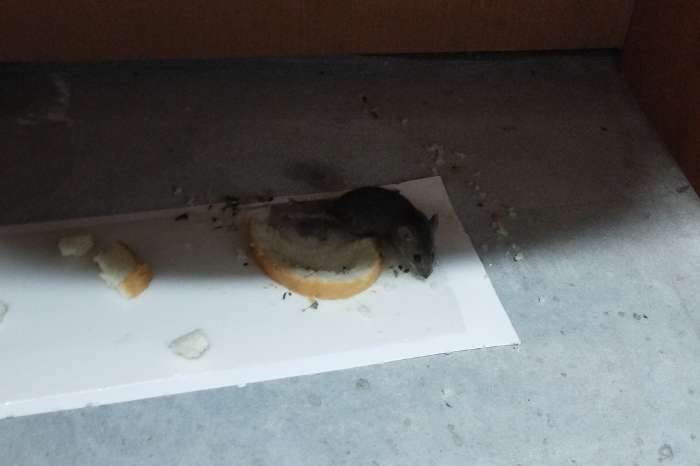 Фотография покупателя товара Пластина клеевая от крыс Mr.Mouse, без упаковки, 1шт - Фото 3