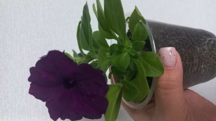 Фотография покупателя товара Семена  Петуния "Мамбо" F1 фиолетовая многоцветковая, 7 шт - Фото 21