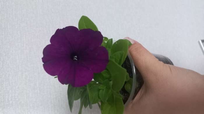 Фотография покупателя товара Семена  Петуния "Мамбо" F1 фиолетовая многоцветковая, 7 шт - Фото 22