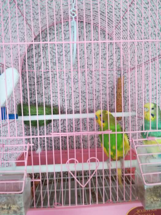 Фотография покупателя товара Гнездо, крашеная солома, 10 см, микс цветов - Фото 3