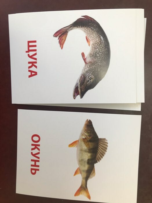 Фотография покупателя товара Обучающие карточки по методике Г. Домана «Рыбы», 10 карт, А6