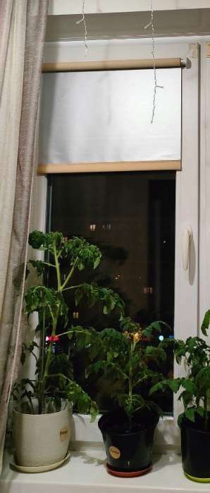 Фотография покупателя товара Семена Томат "Балконный желтый", F1, Урожай дома, 10 шт - Фото 1