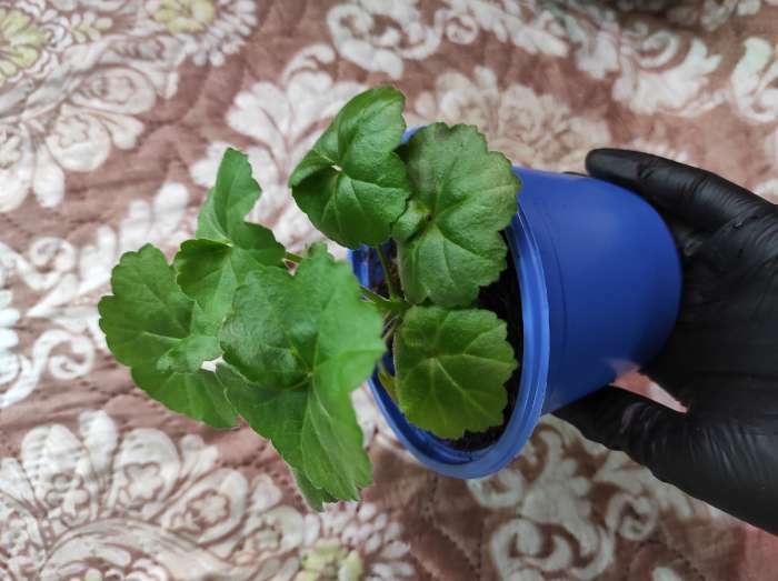 Фотография покупателя товара Горшок для рассады, 500 мл, d = 11 см, h = 8,5 см, МИКС - Фото 3