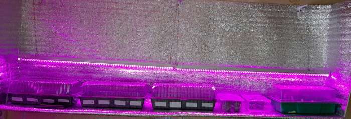 Фотография покупателя товара Фитосветильник светодиодный Luazon, 10 Вт, 600 мм, IP20, 220 В, мультиспектральный - Фото 6