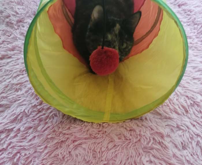 Фотография покупателя товара Туннель для кошек с игрушкой, 120 х 25 см, разноцветный - Фото 1