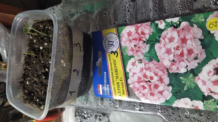 Фотография покупателя товара Семена комнатных цветов Герань "Маверик", F1, 5 шт.